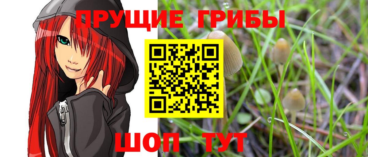 Галлюциногенные грибы Psilocybine cubensis Лесосибирск